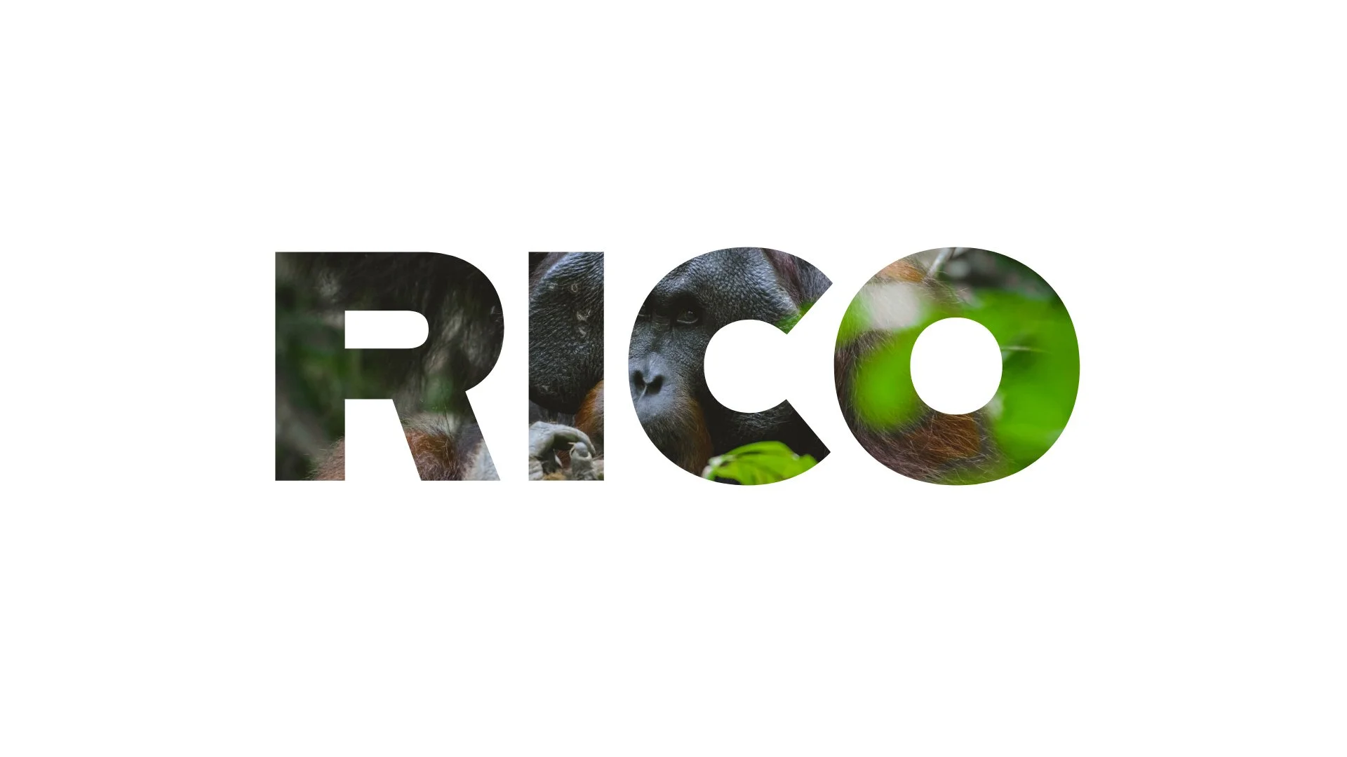 rico x. | documentary photographer